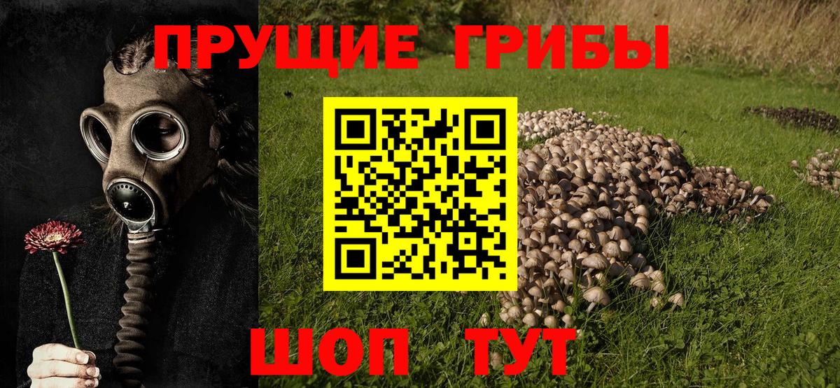 Нижнекамск  Псилоцибиновые грибы GOLDEN TEACHER  Галлюциногенные грибы Psilocybine cubensis  Вход с VPN 